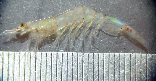 FISH FACTS: Jelly prawns